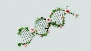 The Role of Genetics in Weight Management: Understanding How Our DNA Affects Our Weight
